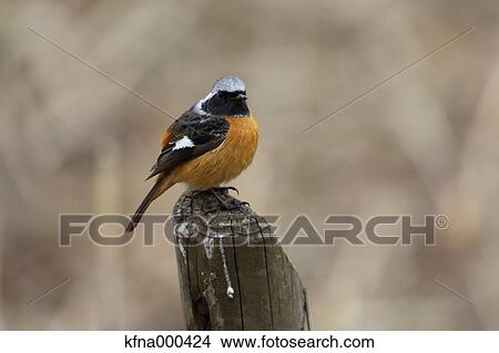 Redstart View Large Photo Image Picture - Redstart. Fotosearch