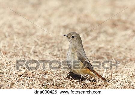 Redstart View Large Photo Image Stock Photography - Redstart. Fotosearch