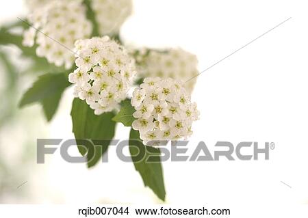 Reeves Spirea View Large Photo Image Picture - Reeves Spirea. Fotosearch