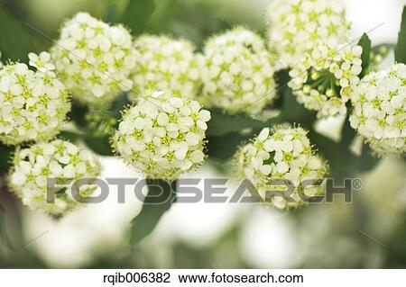 Stock Image - Reeves Spirea. Fotosearch