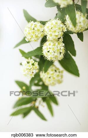 Reeves Spirea View Large Photo Image Stock Image - Reeves Spirea. Fotosearch