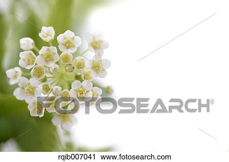 Reeves Spirea View Large Photo Image Stock Image - Reeves Spirea. Fotosearch
