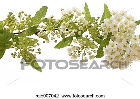 Reeves Spirea View Large Photo Image Stock Image - Reeves Spirea. Fotosearch