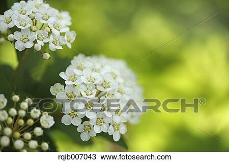 Stock Image - Reeves Spirea. Fotosearch