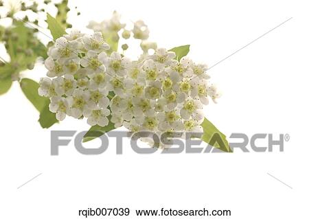 Reeves Spirea View Large Photo Image Stock Photo - Reeves Spirea. Fotosearch