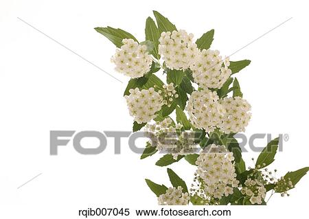 Reeves Spirea View Large Photo Image Stock Photography - Reeves Spirea. Fotosearch