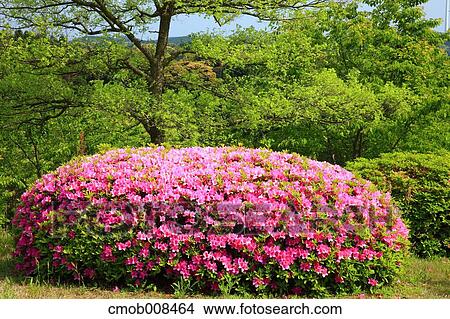 Rhododendron View Large Photo Image Picture - Rhododendron. Fotosearch