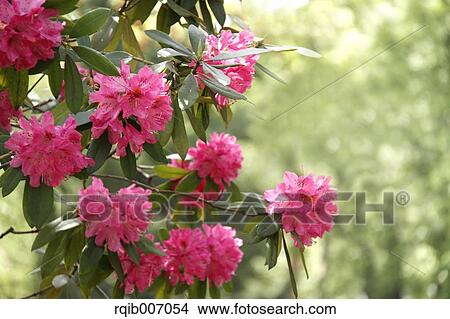 Rhododendron View Large Photo Image Picture - Rhododendron. Fotosearch