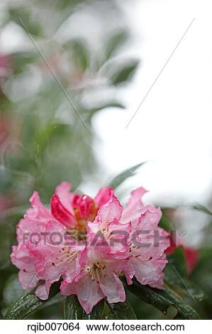 Rhododendron View Large Photo Image Picture - Rhododendron. Fotosearch