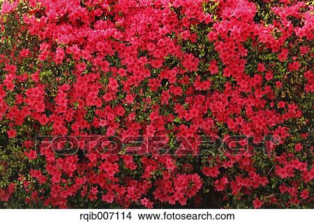 Rhododendron View Large Photo Image Picture - Rhododendron. Fotosearch