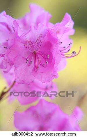 Rhododendron View Large Photo Image Stock Image - Rhododendron. Fotosearch