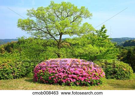 Stock Image - Rhododendron. Fotosearch