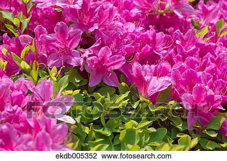 Rhododendron View Large Photo Image Stock Image - Rhododendron. Fotosearch