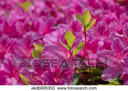 Rhododendron View Large Photo Image Stock Image - Rhododendron. Fotosearch