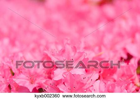 Rhododendron View Large Photo Image Stock Image - Rhododendron. Fotosearch