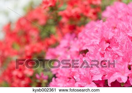 Stock Image - Rhododendron. Fotosearch