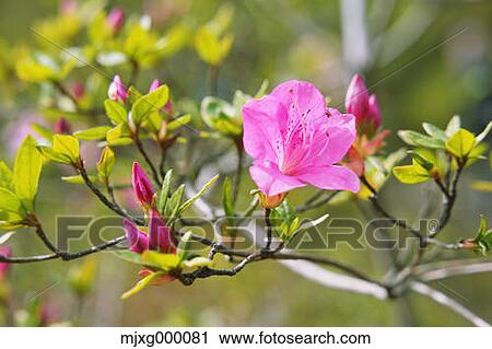 Stock Image - Rhododendron. Fotosearch