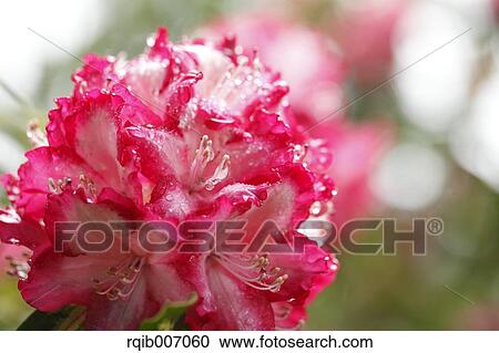 Rhododendron View Large Photo Image Stock Image - Rhododendron. Fotosearch