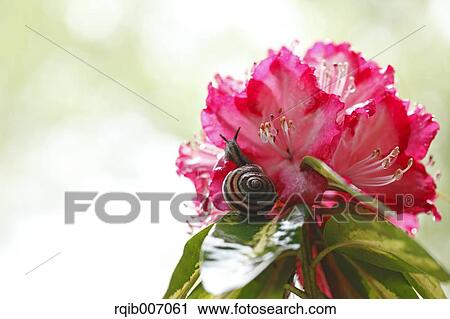 Rhododendron View Large Photo Image Stock Image - Rhododendron. Fotosearch