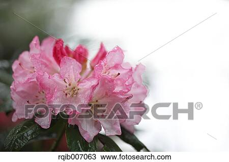 Rhododendron View Large Photo Image Stock Image - Rhododendron. Fotosearch