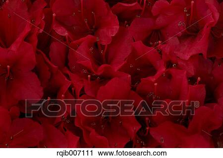 Stock Image - Rhododendron. Fotosearch