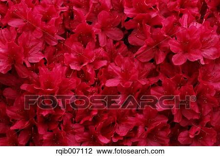 Rhododendron View Large Photo Image Stock Image - Rhododendron. Fotosearch