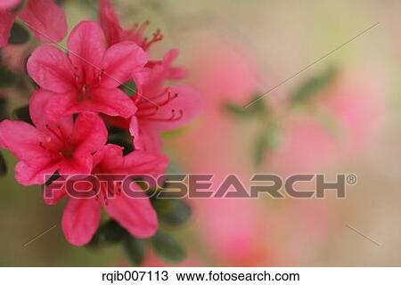 Stock Image - Rhododendron. Fotosearch