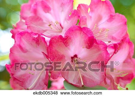 Rhododendron View Large Photo Image Stock Photo - Rhododendron. Fotosearch