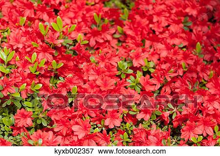 Stock Photo - Rhododendron. Fotosearch