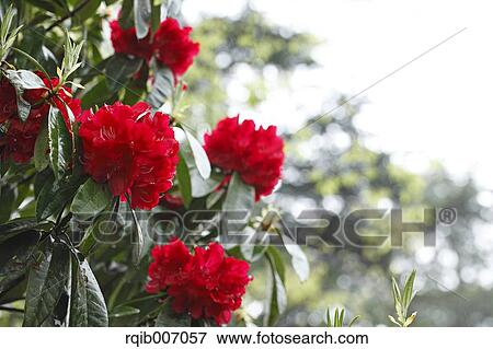 Rhododendron View Large Photo Image Stock Photo - Rhododendron. Fotosearch