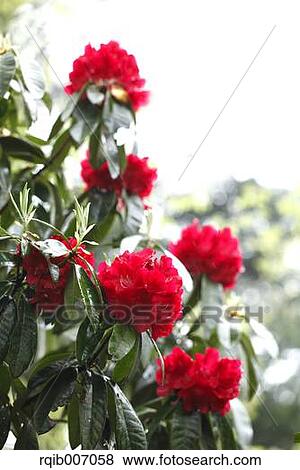 Rhododendron View Large Photo Image Stock Photo - Rhododendron. Fotosearch