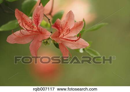 Stock Photo - Rhododendron. Fotosearch