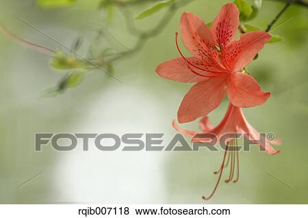 Rhododendron View Large Photo Image Stock Photo - Rhododendron. Fotosearch