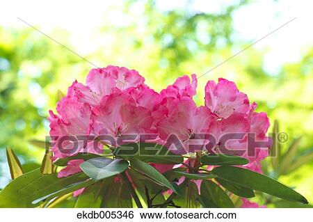 Rhododendron View Large Photo Image Stock Photograph - Rhododendron. Fotosearch