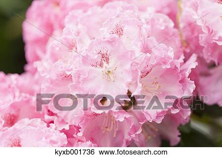Rhododendron View Large Photo Image Stock Photograph - Rhododendron. Fotosearch