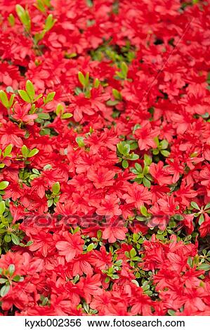 Rhododendron View Large Photo Image Stock Photograph - Rhododendron. Fotosearch