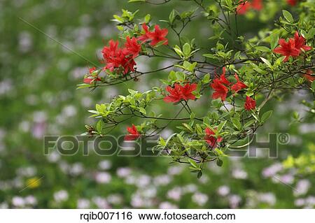 Rhododendron View Large Photo Image Stock Photograph - Rhododendron. Fotosearch