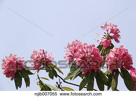 Rhododendron View Large Photo Image Stock Photography - Rhododendron. Fotosearch