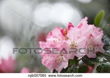 Rhododendron View Large Photo Image Stock Photography - Rhododendron. Fotosearch