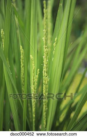 Rice ears View Large Photo Image Stock Image - Rice ears. Fotosearch