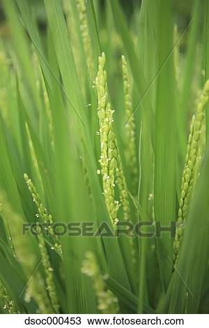 Rice ears View Large Photo Image Stock Image - Rice ears. Fotosearch