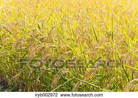 Rice ears View Large Photo Image Stock Image - Rice ears. Fotosearch
