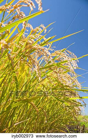 Rice ears View Large Photo Image Stock Image - Rice ears. Fotosearch