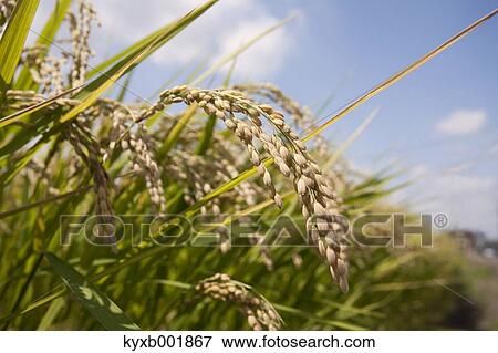 Rice ears View Large Photo Image Stock Photo - Rice ears. Fotosearch
