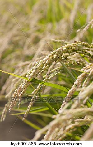 Stock Photo - Rice ears. Fotosearch