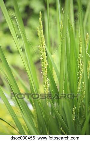 Rice ears View Large Photo Image Stock Photograph - Rice ears. Fotosearch