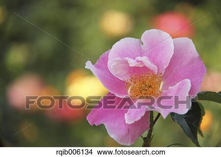 Rose flower View Large Photo Image Picture - Rose flower. Fotosearch