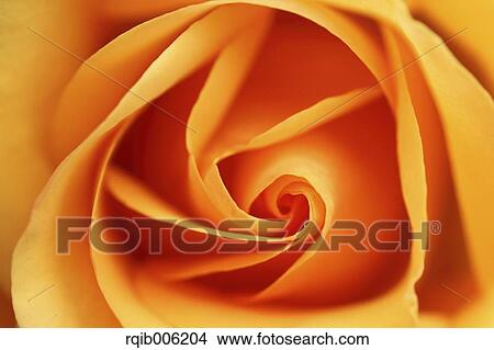 Rose flower View Large Photo Image Picture - Rose flower. Fotosearch