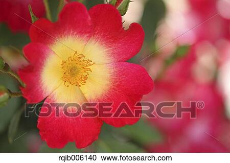 Stock Image - Rose flower. Fotosearch