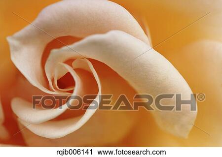 Rose flower View Large Photo Image Stock Image - Rose flower. Fotosearch